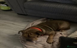 Mixed Breed dogs for sale: Bonny  - Image 4