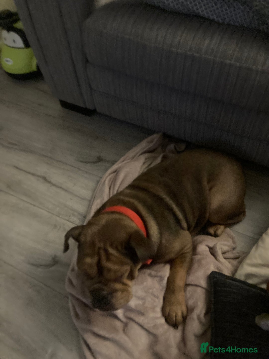 Mixed Breed dogs for sale: Bonny  - Image 4