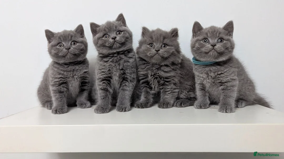 British Shorthair cats for sale: Beautiful British Shorthair/Longhair Kittens - Advert 1