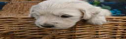 Golden Retriever dogs for sale: Chunky Cream Golden Retriever Puppies  - Advert 6