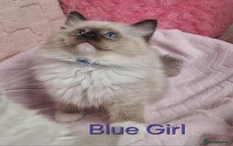 Ragdoll cats for sale: 4 Luxury European line Ragdolls kittens - Image 8