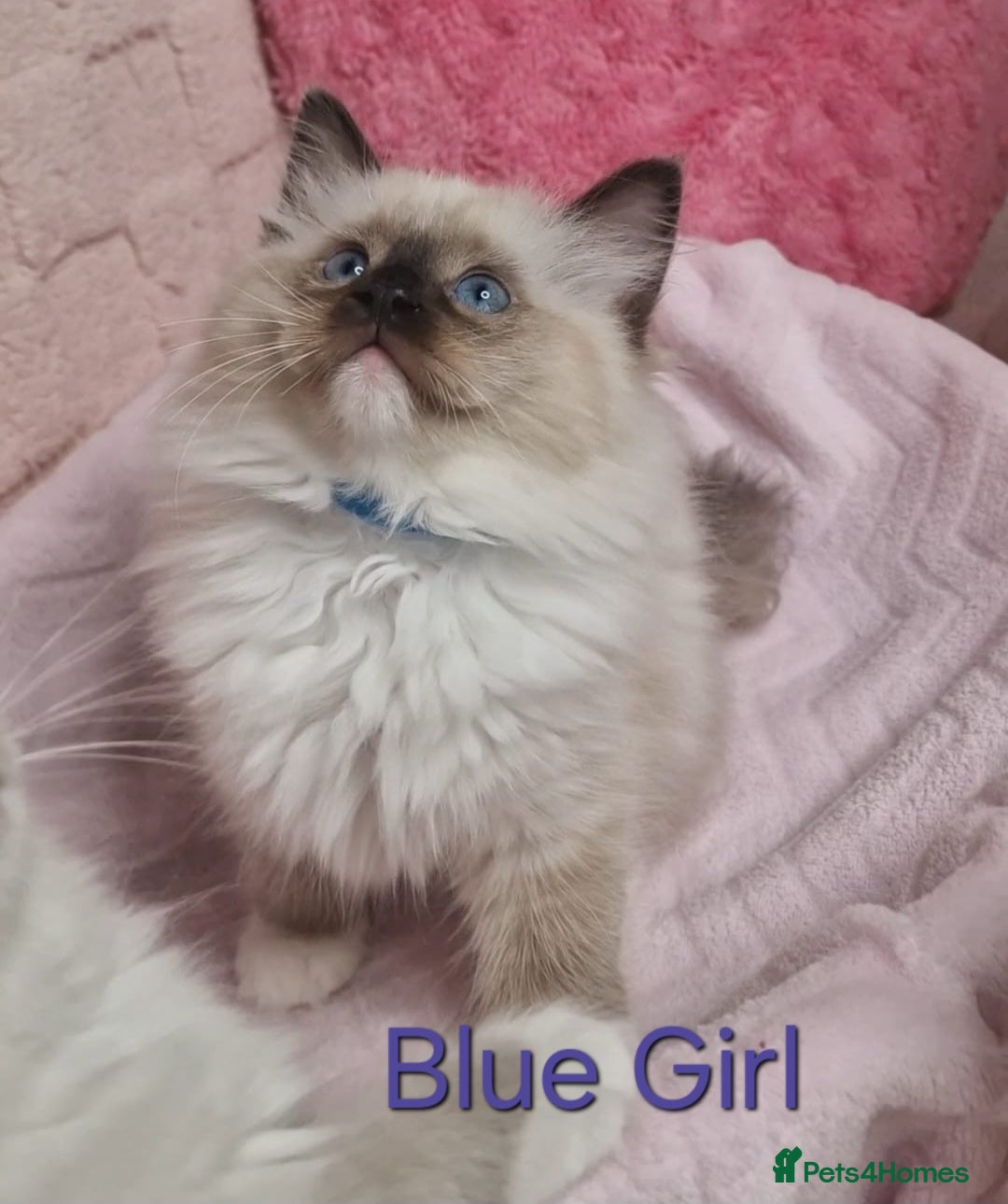 Ragdoll cats for sale: 4 Luxury European line Ragdolls kittens - Image 8