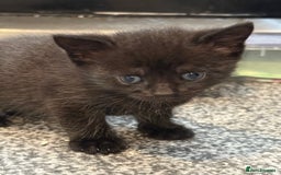 British Shorthair cats for sale: Kittens black and white  - Image 9