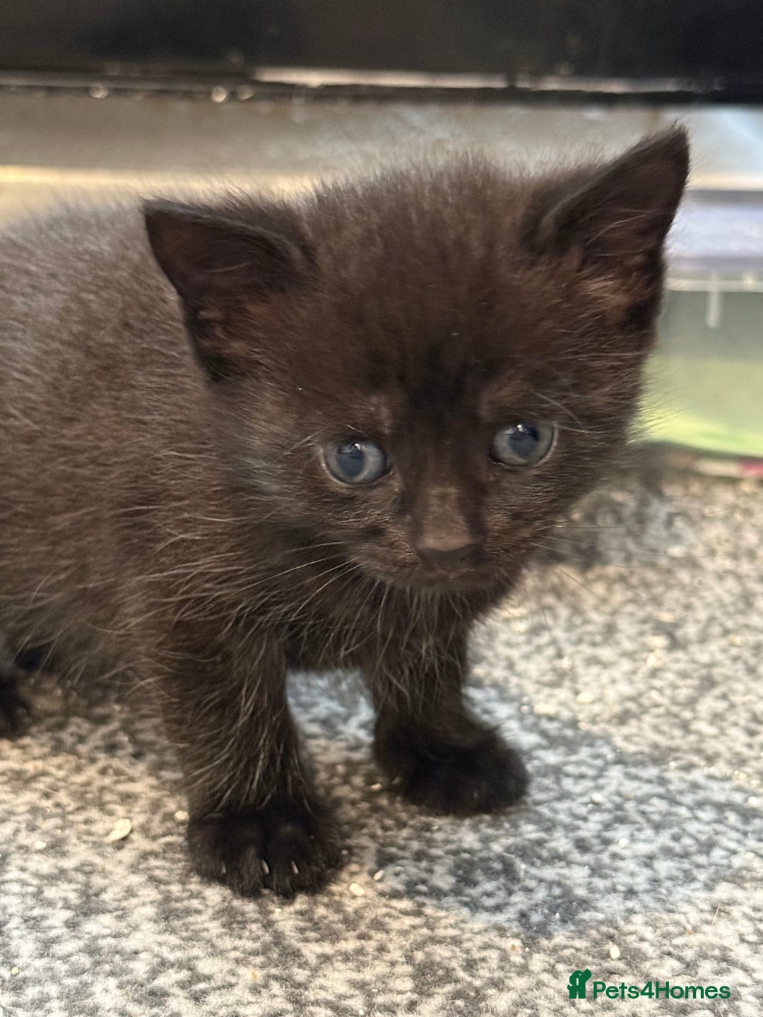 British Shorthair cats for sale: Kittens black and white  - Image 9