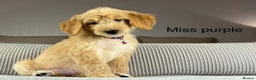 Goldendoodle dogs for sale: ABSOLUTELY GORGEOUS DOODLES  - Advert 24