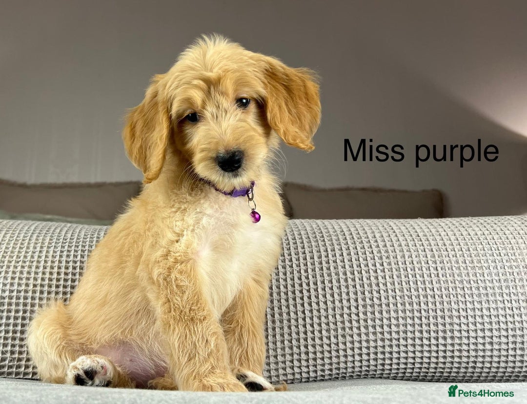 Goldendoodle dogs for sale: ABSOLUTELY GORGEOUS DOODLES  - Advert 24