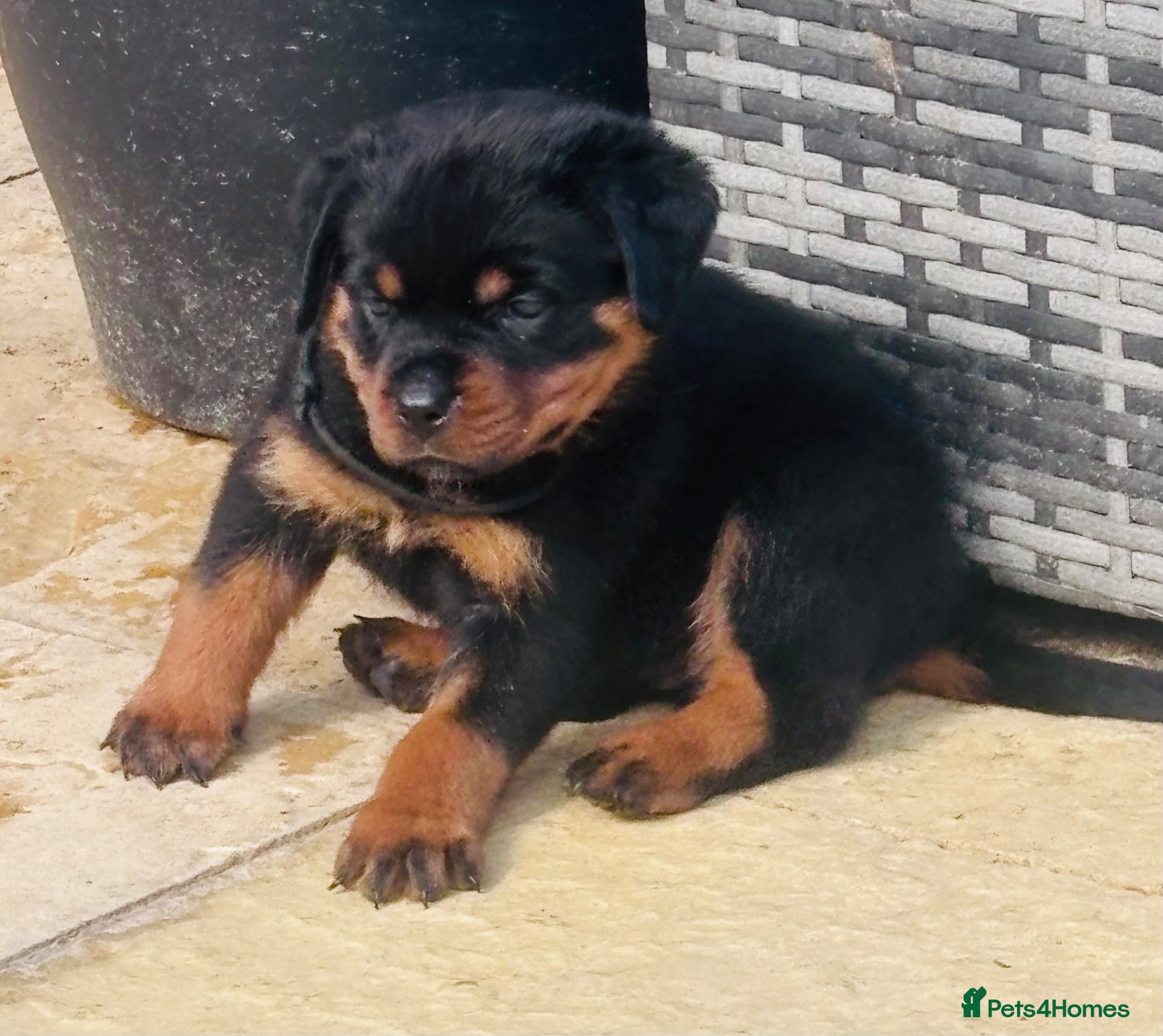 Rottweiler dogs ELITE KC REGISTERED GERMAN ROTTWEILER PUPPIES  - Advert 2