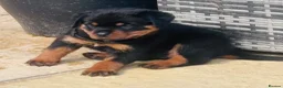 Rottweiler dogs for sale: ELITE KC REGISTERED GERMAN ROTTWEILER PUPPIES  - Advert 15
