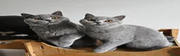 British Shorthair cats for sale: Stunning British shorthair blue kittens, neutered - Advert 16