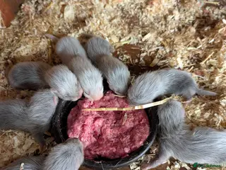 Ferret rodents Ferret Kits - Advert 3