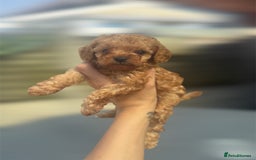 Cavapoo dogs for sale: Tiny Cavapoo puppies - Image 2