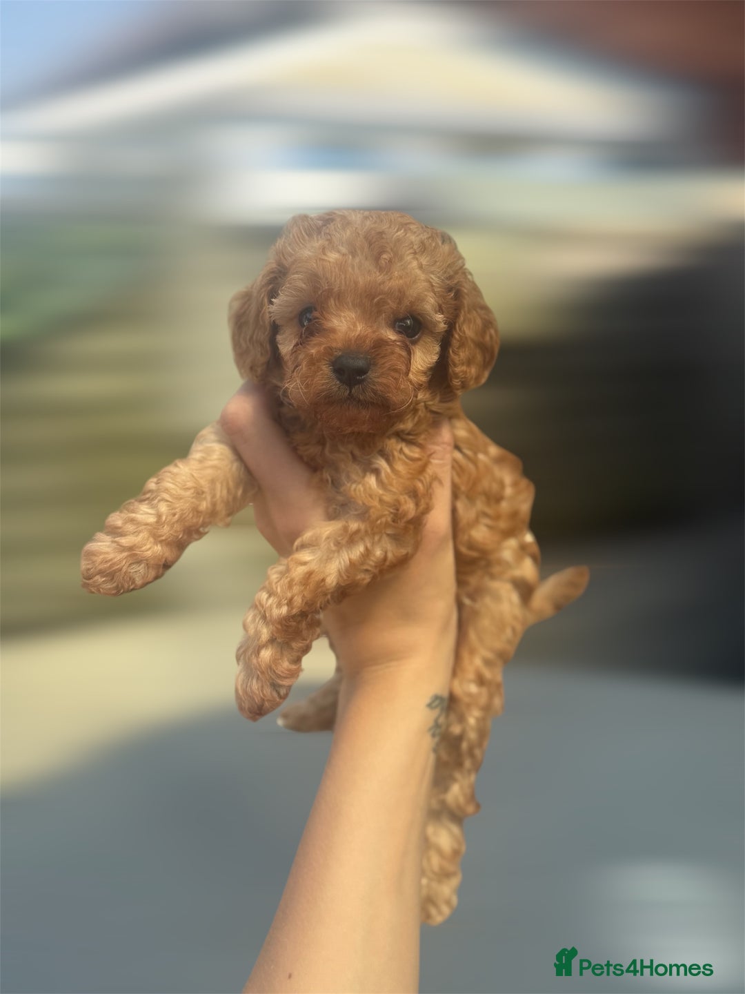 Cavapoo dogs for sale: Tiny Cavapoo puppies - Image 2