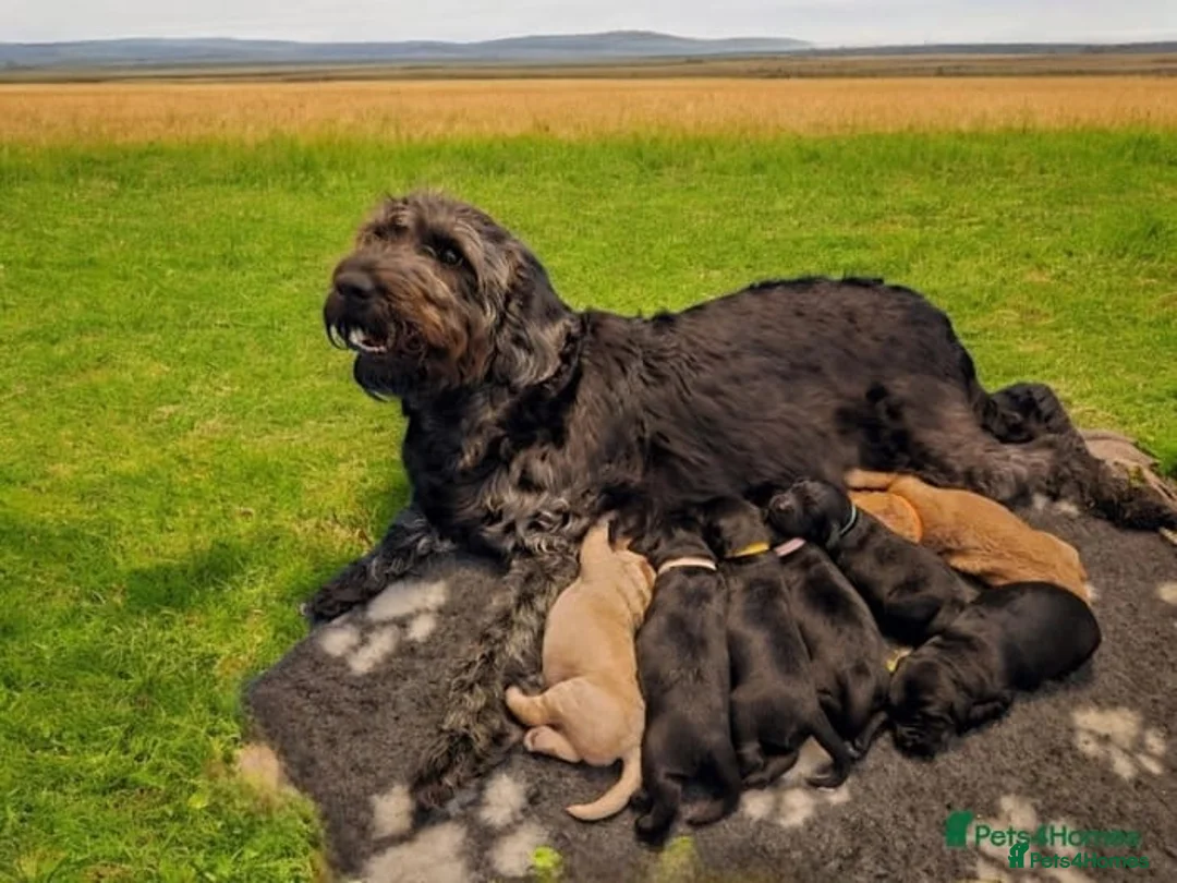 Labradoodle dogs for stud: Bailey the stud  in Glasgow - Advert 28