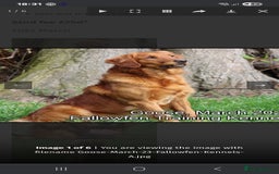 Golden Retriever dogs for sale: Working golden retriever puppies for sale  - Image 19