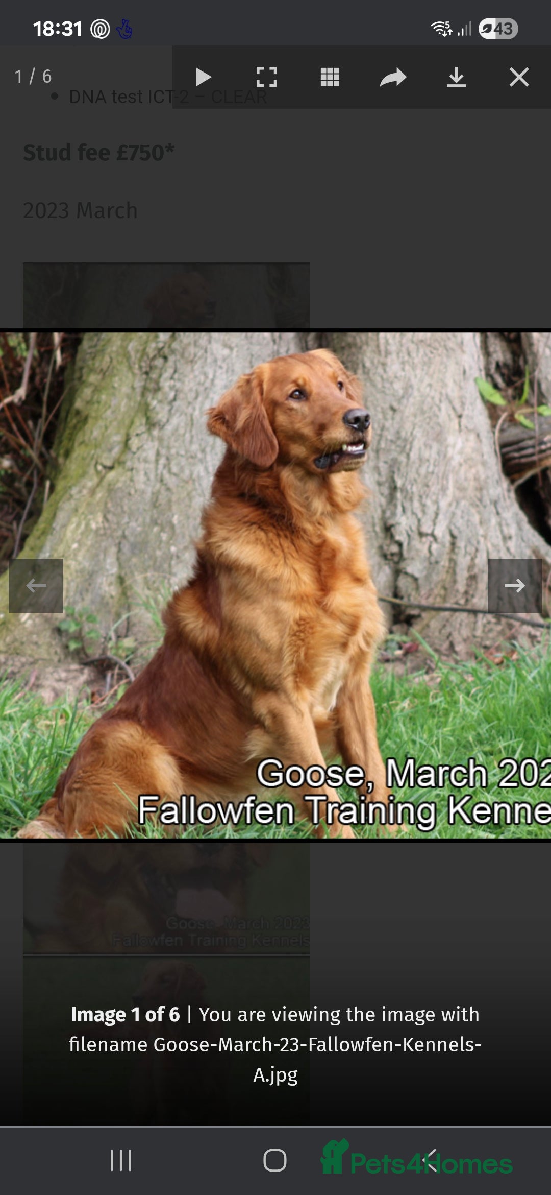 Golden Retriever dogs for sale: Working golden retriever puppies for sale  - Image 19