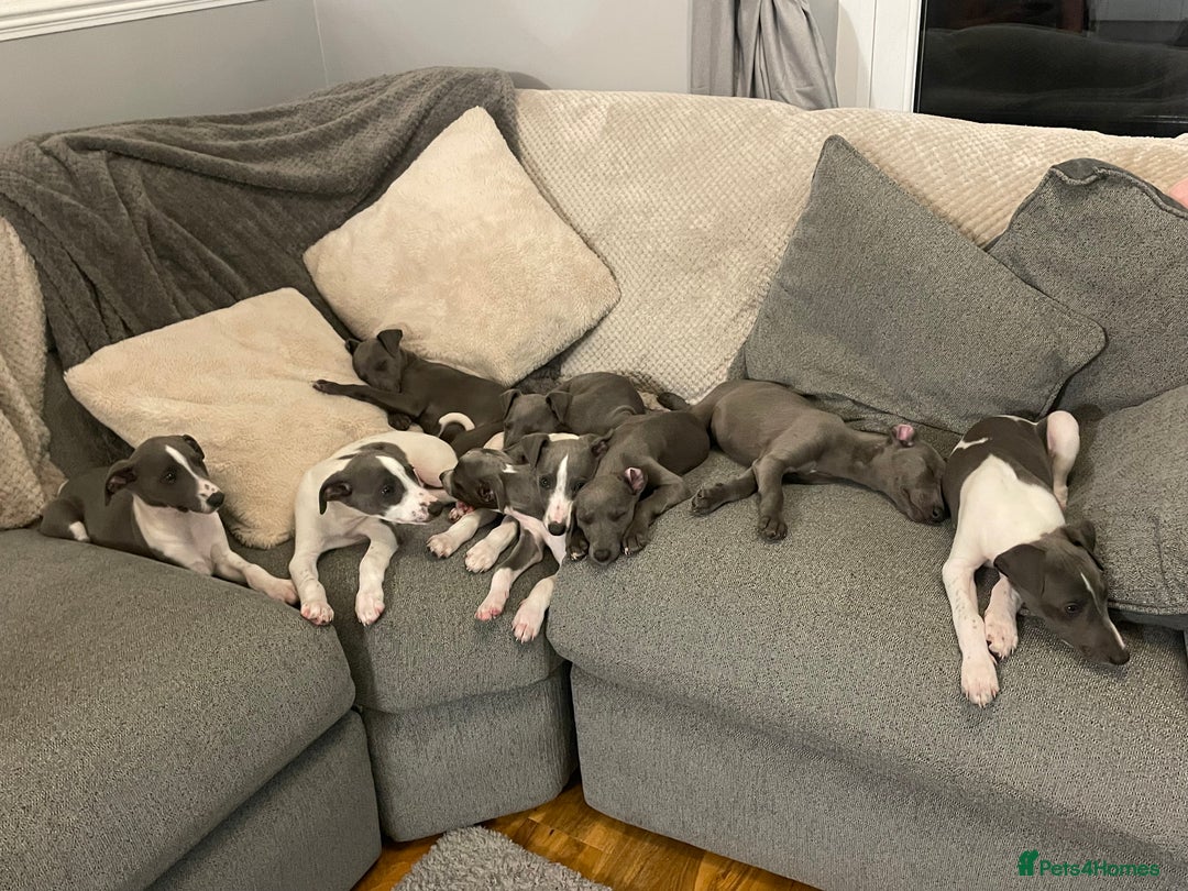 Whippet dogs for sale: ⭐️ Beautifully bred whippet pups ⭐️ - Image 20