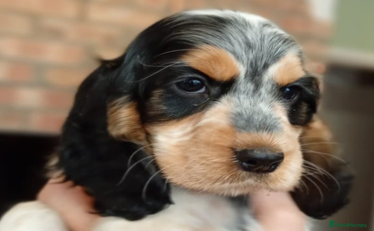 Cocker Spaniel dogs in Driffield - Advert 9