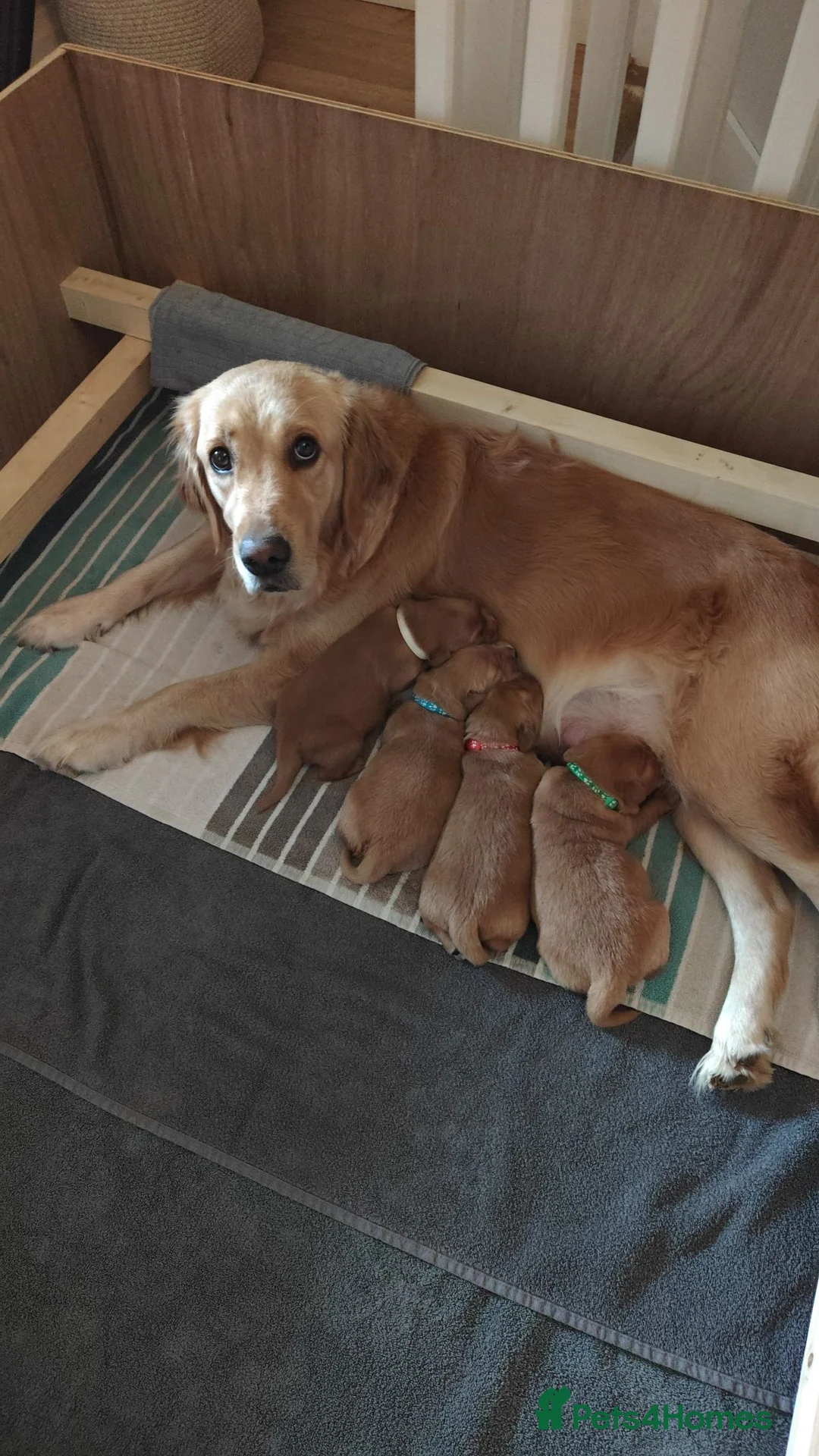 Golden Retriever dogs for sale: 2 Golden Retriever Puppies, red foxish colour   - Advert 2