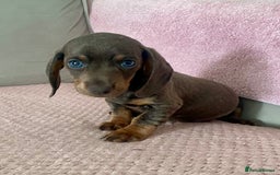 Dachshund dogs for sale: ‼️ miniature blue and tan boy‼️ - Image 2