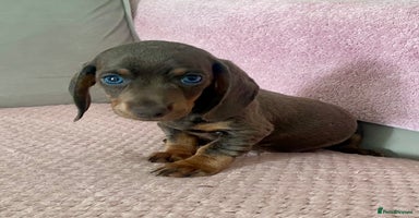 Dachshund dogs - Advert 11