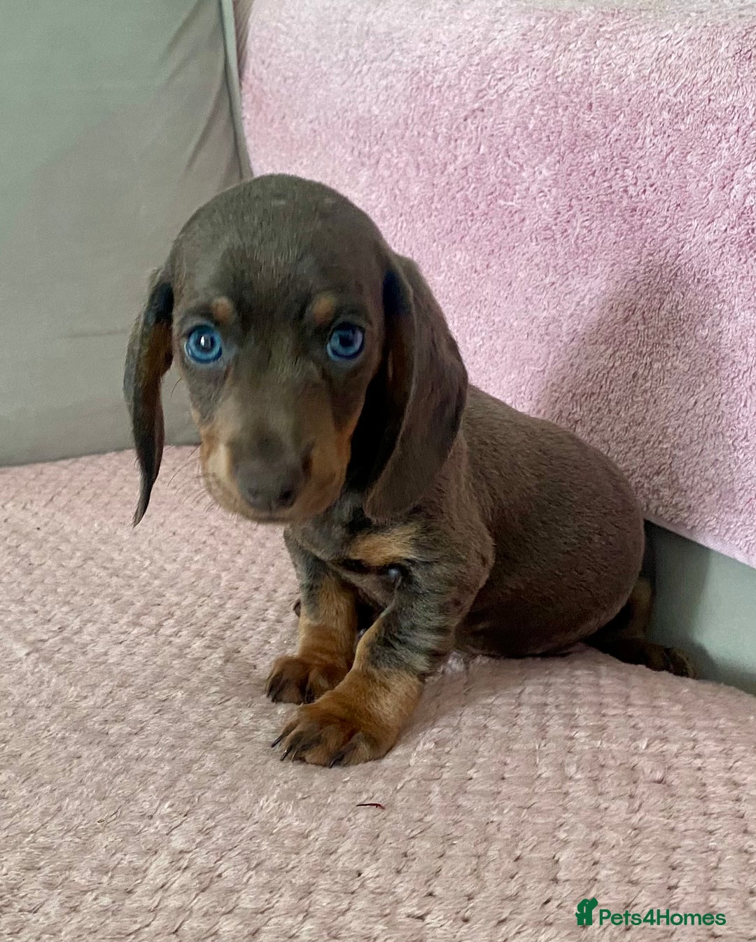 Dachshund dogs for sale: ‼️ miniature blue and tan boy‼️ - Image 2