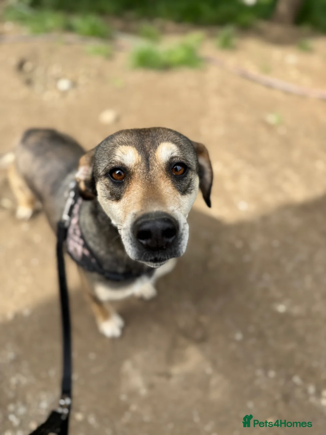 Mixed Breed dogs for adoption: Pogo is looking for a family  in Coventry - Advert 4