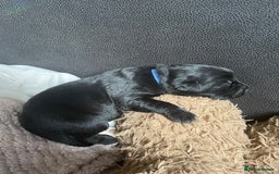 Mixed Breed dogs for sale: YOUR NEW BEST FRIEND IS WAITING!  - Image 32