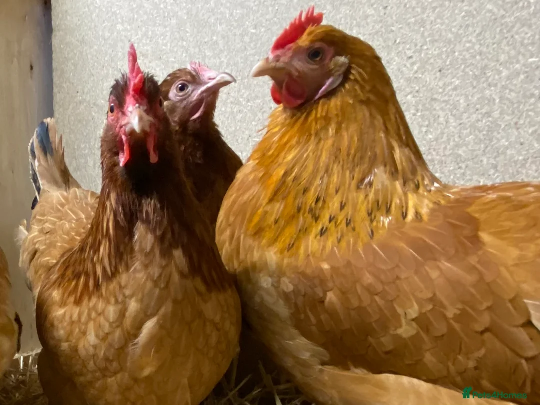 Chickens poultry for sale: Rhode Island Red x Light Sussex POL - Advert 4