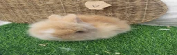 Lionhead rabbits for sale: Double Mane Lionheads - Advert 10