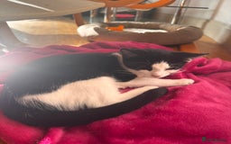 British Shorthair cats for sale: Playful kittens for adoption  - Image 5