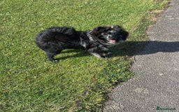 Pomeranian dogs for stud: For stud, Milo - Image 4