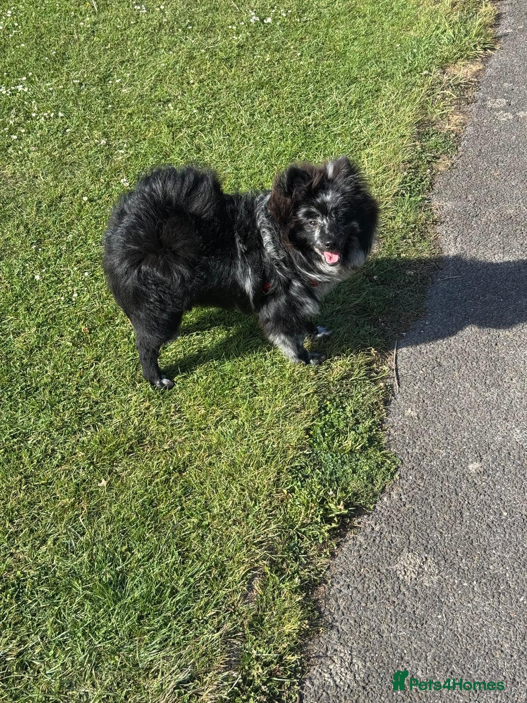 Pomeranian dogs for stud: For stud, Milo - Image 4