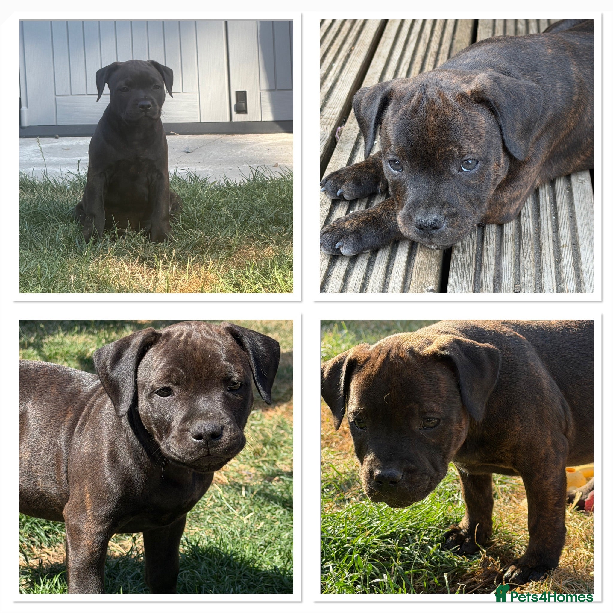 Staffordshire Bull Terrier dogs KC REGISTERED STAFFORDSHIRE BULL TERRIERS  - Advert 4