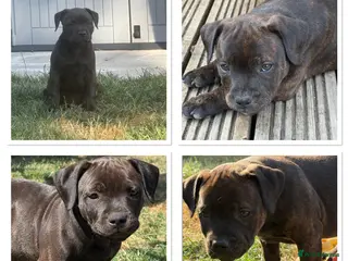 Staffordshire Bull Terrier dogs KC REGISTERED STAFFORDSHIRE BULL TERRIERS - Advert 16