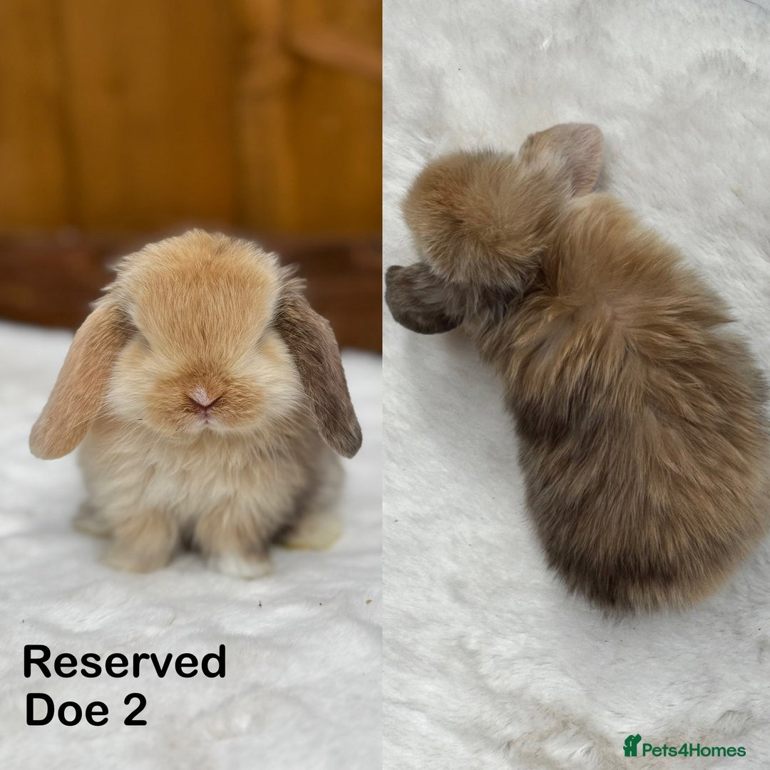 Mini Lop rabbits for sale: New ad in 4 weeks - Purebred Harlequin Mini Lops  - Image 7