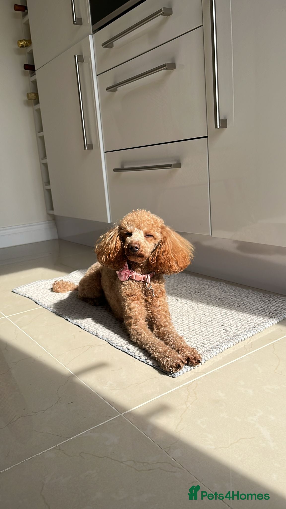 Toy Poodle dogs Lola - toy poodle, 2 years 9 months for rehoming  - Advert 2