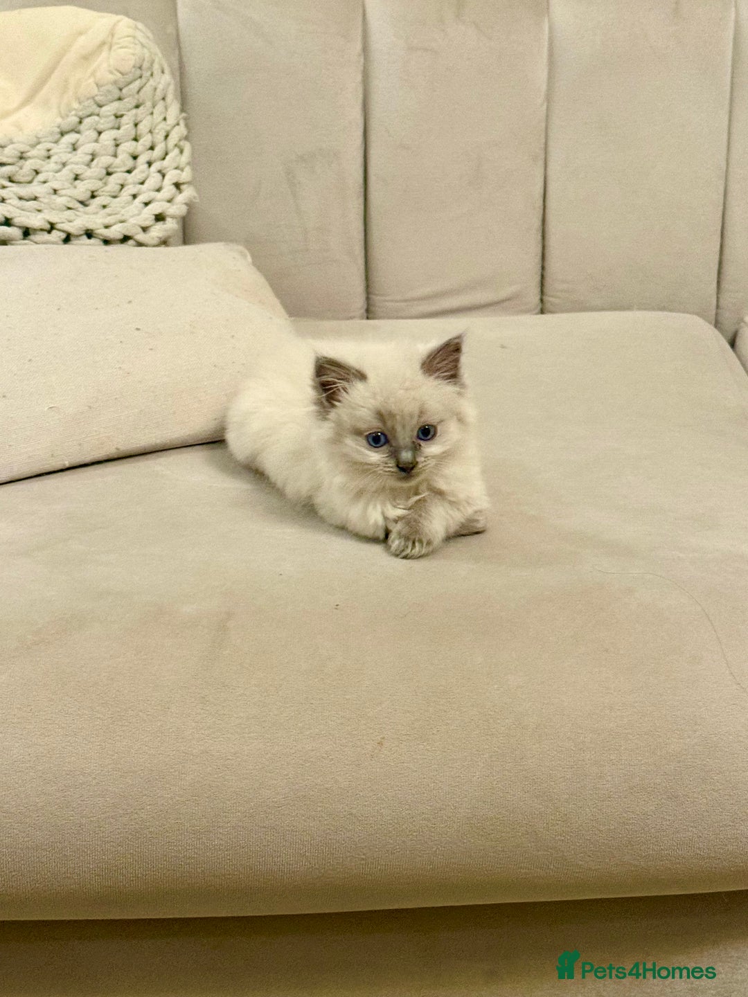 Ragdoll cats for sale: Beautiful Ragdoll Kittens – Stunning & Ready Soon - Advert 3