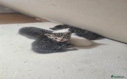 Norwegian Forest Cat cats for sale: Georgeta Ana Ivan  - Image 3