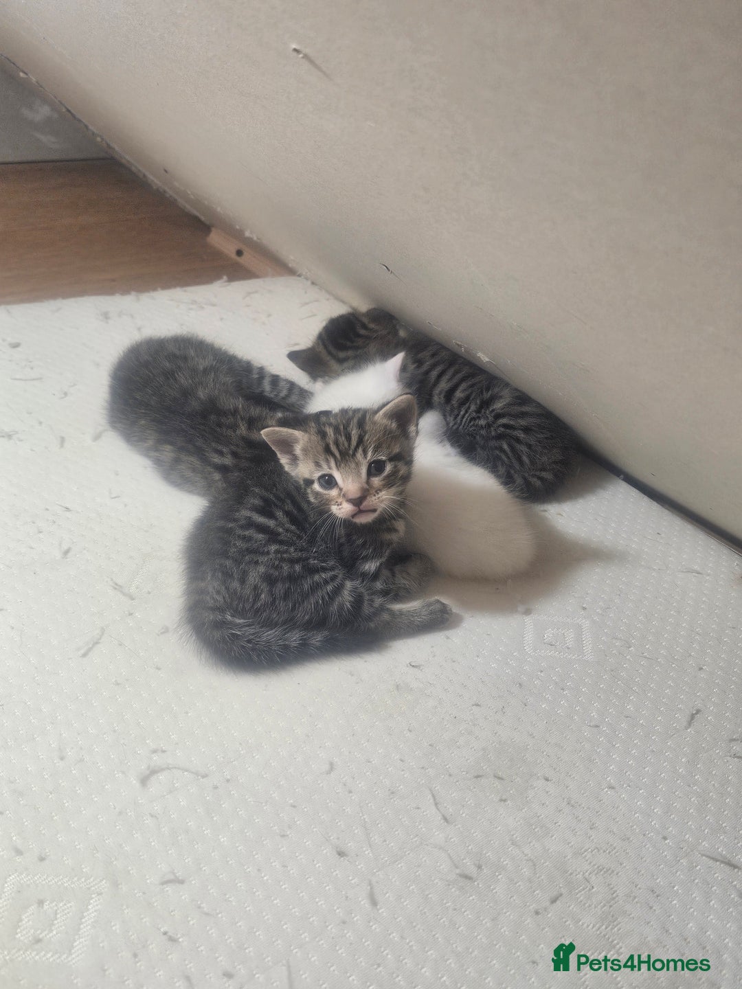 Norwegian Forest Cat cats for sale: Georgeta Ana Ivan  - Image 3