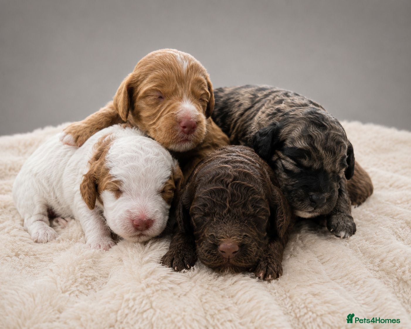 Cockapoo dogs Merles Blondes Apricots F2 Cockapoo Puppies  - Advert 1