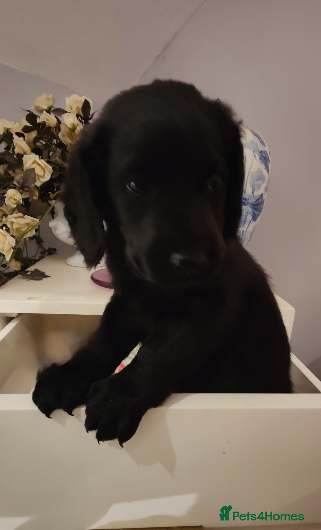 Labradoodle dogs for sale: Beautiful labradoodle puppies  - Advert 8