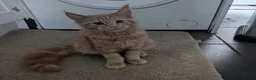 Maine Coon cats for sale: Red Mainecoon  - Advert 7