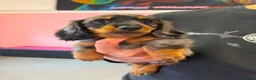 Miniature Dachshund dogs for sale: KC MINIATURE LONG HAIRED DACHSHUNDS  - Advert 8