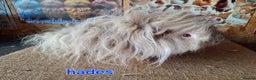 Guinea Pig rodents for sale: Lunkarya - Advert 4