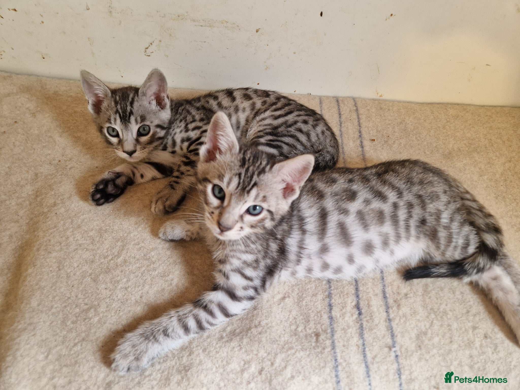 Mixed Breed cats for sale: 7/8ths Bengal, 1/8th Siamese kittens  - Advert 6