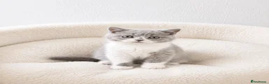British Shorthair 4