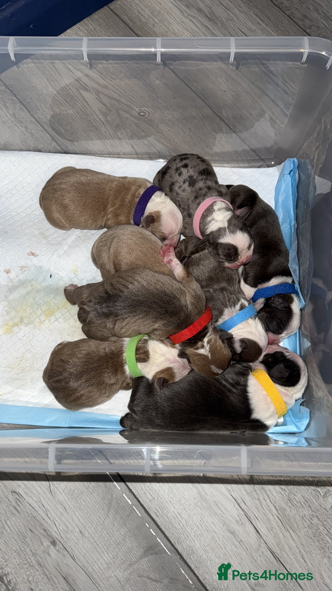 Olde English Bulldogge dogs for sale: Olde English bulldogs - Image 2