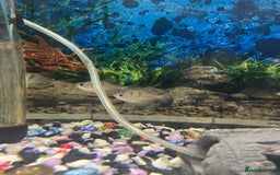 Tetras fish for sale: Tropical tetra fish  - Image 1