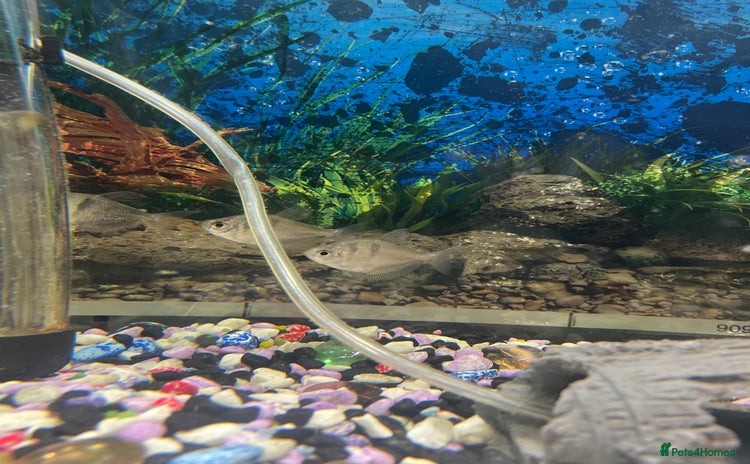 Tetras fish - Advert 1