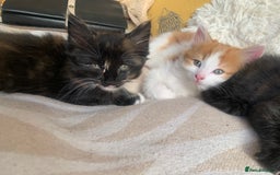 Mixed Breed cats for sale: Two girls and a boy Kuril bobtail mix - Image 8